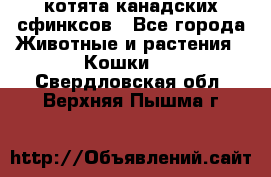 котята канадских сфинксов - Все города Животные и растения » Кошки   . Свердловская обл.,Верхняя Пышма г.